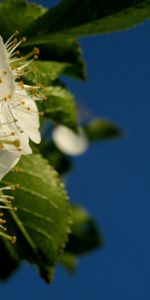 Fleurs,Plantes