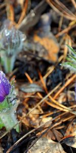 Fleurs,Plantes