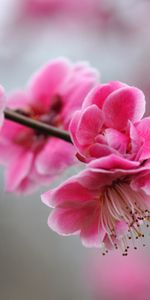 Flowers,Plants