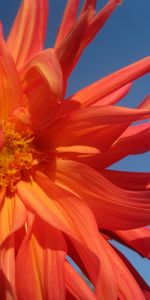 Flowers,Plants