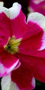 Flowers,Plants