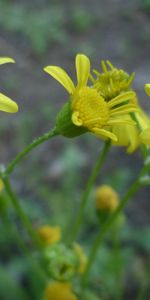 Fleurs,Plantes