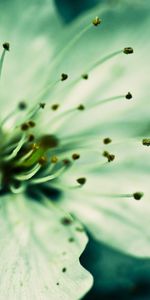 Flowers,Plants