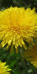 Flowers,Plants