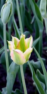 Flowers,Plants