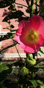 Plantas,Flores