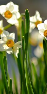 Fleurs,Plantes