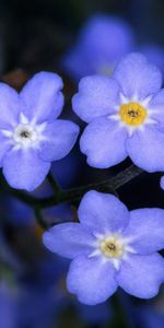 Flowers,Plants