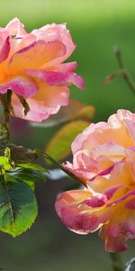 Flowers,Plants