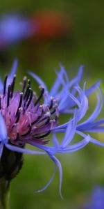 Plantas,Flores