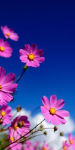 Flowers,Plants