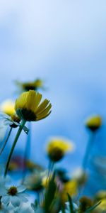 Flowers,Plants