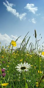 Fleurs,Plantes