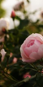 Flowers,Plants