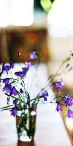 Flowers,Plants