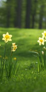 Flowers,Plants