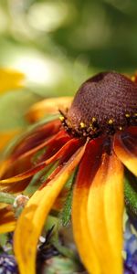 Flowers,Plants