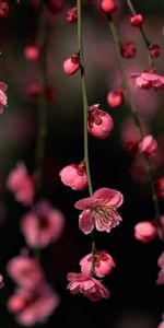 Flowers,Plants