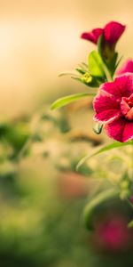 Flowers,Plants