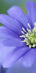 Flowers,Plants