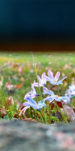 Plantas,Flores