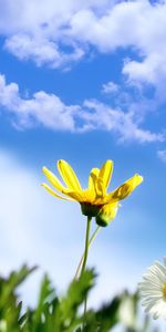 Flowers,Plants