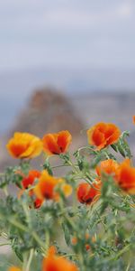 Flowers,Plants