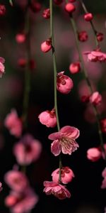 Flowers,Plants