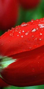 Flowers,Plants