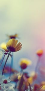 Flowers,Plants