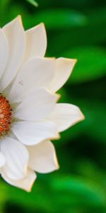 Flowers,Plants