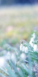 Flores,Plantas