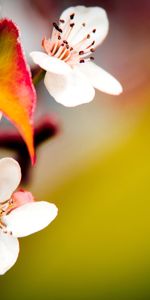 Flowers,Plants