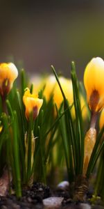 Flowers,Plants