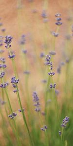 Flores,Plantas