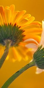 Flowers,Plants