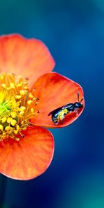 Flowers,Plants