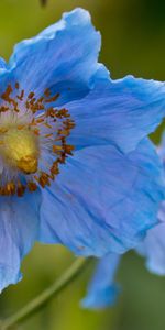 Flowers,Plants