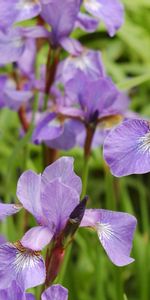 Flowers,Plants