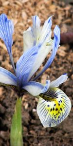 Flowers,Plants