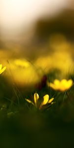 Flowers,Plants,Background