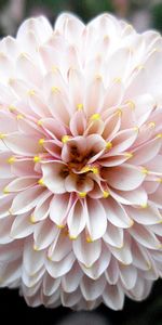 Flowers,Plants,Background,Peonies