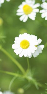 Flowers,Plants,Camomile