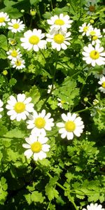 Flowers,Plants,Camomile