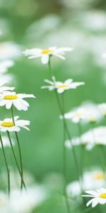 Plantes,Camomille,Fleurs