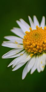 Flowers,Plants,Camomile