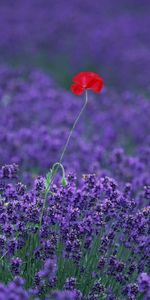 Flowers,Plants,Fields