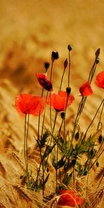 Fleurs,Plantes,Les Champs