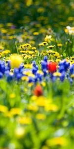 Plantas,Paisaje,Flores