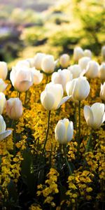 Flowers,Plants,Landscape